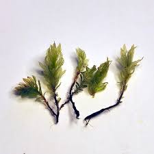 Attēlu rezultāti vaicājumam “Mnium lycopodioides”