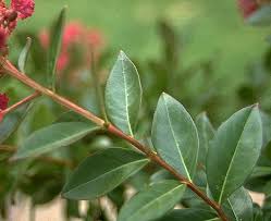 Image result for Lagerstroemia
