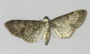 Attēlu rezultāti vaicājumam “Eupithecia succenturiata”