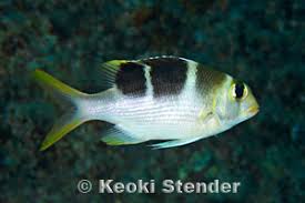 Image result for Monotaxis grandoculis