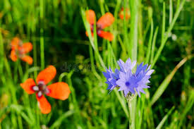 Attēlu rezultāti vaicājumam “Papaver argemone leaf”
