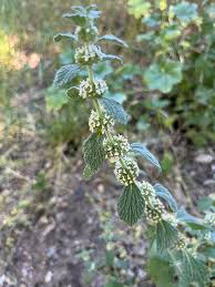 Image result for Marrubium vulgare