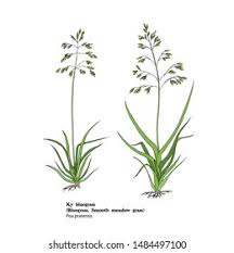 Attēlu rezultāti vaicājumam “Poa pratensis fruit”