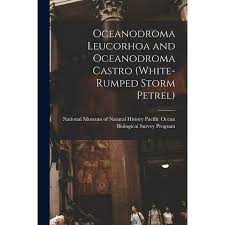 Image result for Oceanodroma castro