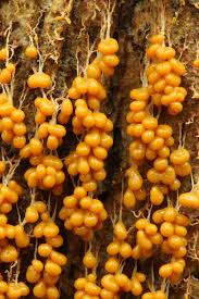 Attēlu rezultāti vaicājumam “Lignydium muscorum plasmodium”