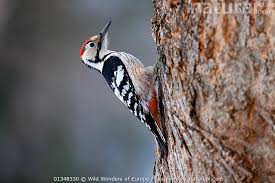 Attēlu rezultāti vaicājumam “Dendrocopos leucotos”