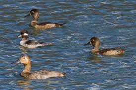 Image result for Aythya valisineria