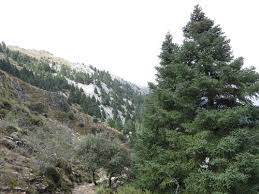 Attēlu rezultāti vaicājumam “Abies mariesii”