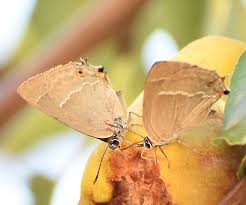 Attēlu rezultāti vaicājumam “Favonius quercus underside”
