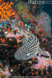 Image result for Poroderma pantherinum