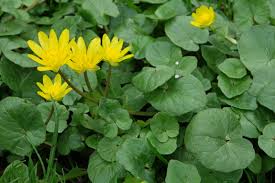 Attēlu rezultāti vaicājumam “Ficaria verna flower”