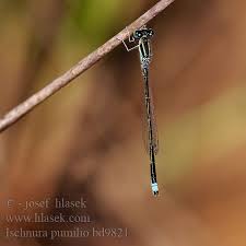 Attēlu rezultāti vaicājumam “Ischnura pumilio”