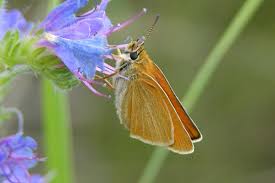 Attēlu rezultāti vaicājumam “Thymelicus lineola female”