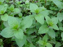 Image result for Mentha piperita