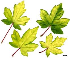 Attēlu rezultāti vaicājumam “Acer campestre leaf”