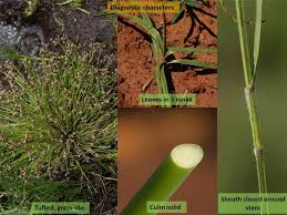 Attēlu rezultāti vaicājumam “Cyperaceae”