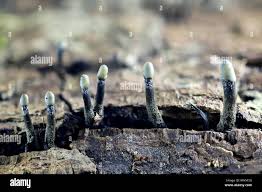 Attēlu rezultāti vaicājumam “Holwaya mucida”