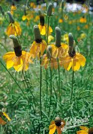 Image result for Ratibida columnifera