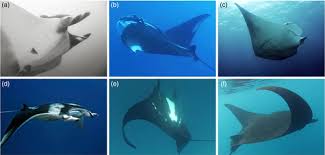 Image result for Myliobatis freminvillei