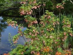 Attēlu rezultāti vaicājumam “Enkianthus campanulatus”