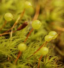 Attēlu rezultāti vaicājumam “Bartramia pomiformis sporophyte”