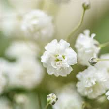 Attēlu rezultāti vaicājumam “Gypsophila paniculata flower”