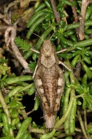 Attēlu rezultāti vaicājumam “Psophus stridulus”