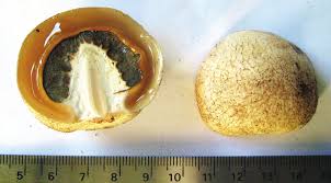 Attēlu rezultāti vaicājumam “Lignydium muscorum young”