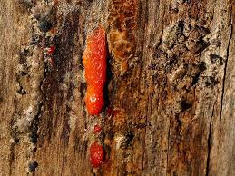 Attēlu rezultāti vaicājumam “Tubifera montana”