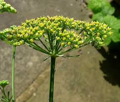 Attēlu rezultāti vaicājumam “Selinum carvifolia fruit”