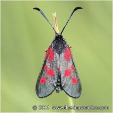 Attēlu rezultāti vaicājumam “Zygaena viciae”