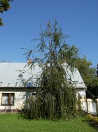 Attēlu rezultāti vaicājumam “Picea abies fo. virgata”