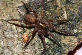 Attēlu rezultāti vaicājumam “Agroeca brunnea”