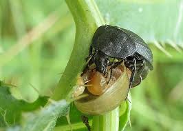 Attēlu rezultāti vaicājumam “Phosphuga atrata”