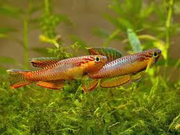 Image result for Aphyosemion