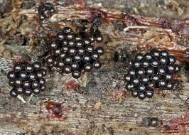 Attēlu rezultāti vaicājumam “Metatrichia sp.”