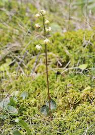 Attēlu rezultāti vaicājumam “Pyrola chlorantha”