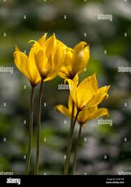 Attēlu rezultāti vaicājumam “Tulipa sylvestris flower”