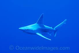 Image result for Carcharhinus plumbeus