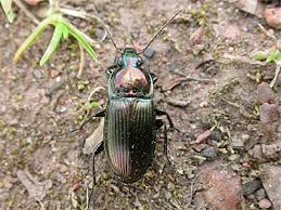 Attēlu rezultāti vaicājumam “Poecilus versicolor”