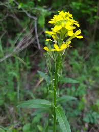 Attēlu rezultāti vaicājumam “Erysimum hieracifolium flower”