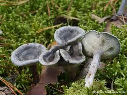 Attēlu rezultāti vaicājumam “Cantharellula umbonata”