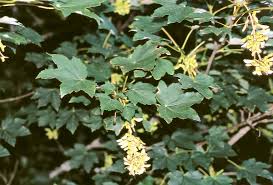 Attēlu rezultāti vaicājumam “Acer pseudoplatanus”