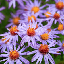 Image result for Aster novi-belgii