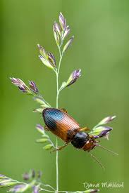 Attēlu rezultāti vaicājumam “Diachromus germanus”