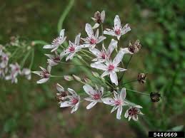 Attēlu rezultāti vaicājumam “Butomus umbellatus flower”