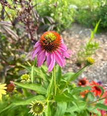 Attēlu rezultāti vaicājumam “Cystiphora sanguinea”