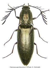 Attēlu rezultāti vaicājumam “Ctenicera pectinicornis”