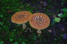 Attēlu rezultāti vaicājumam “Amanita regalis”