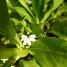 Attēlu rezultāti vaicājumam “Tettigoniodea exuvia”